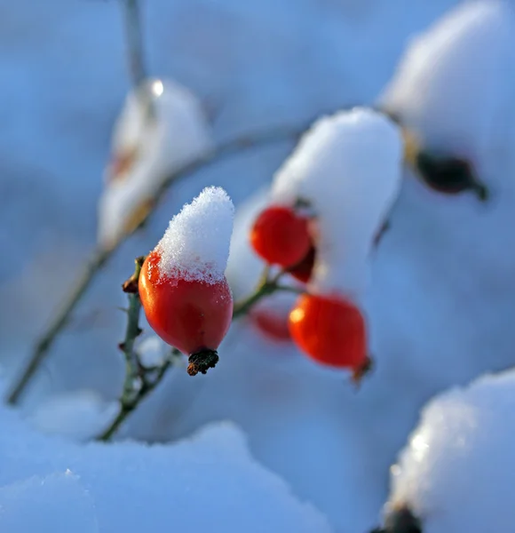 Snö på grenen. — Stockfoto