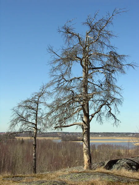 Dry trees. — Stock Photo, Image