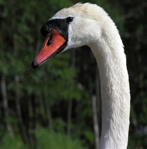 Mute swan. — Stock Photo, Image