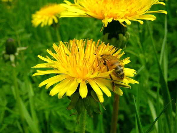 Pszczoła i mniszka lekarskiego. — Zdjęcie stockowe