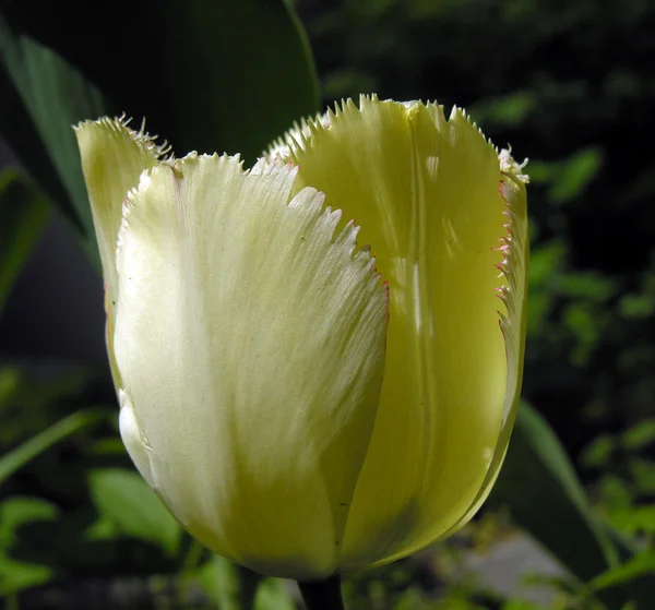 Tulipano di Terry . Foto Stock Royalty Free