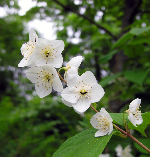 Blossoming jasmine. Stock Image