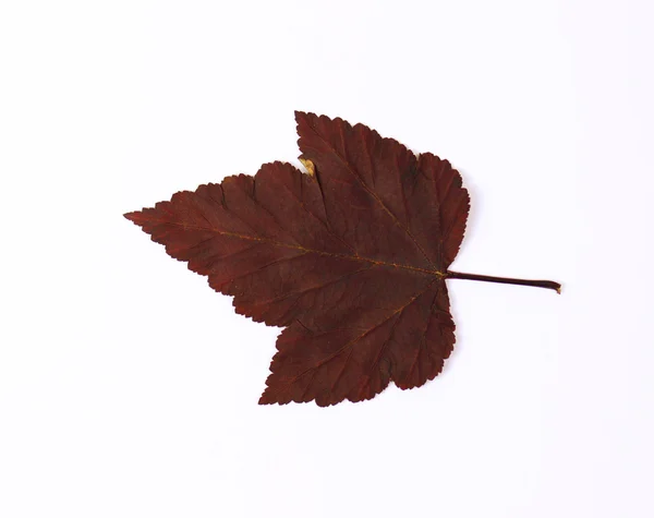 Głogu liść. — Zdjęcie stockowe
