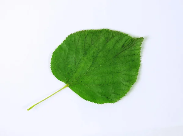 Lime leaf. — Stock Photo, Image