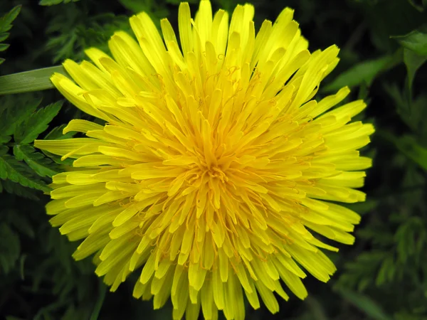 Gele bloem. — Stockfoto