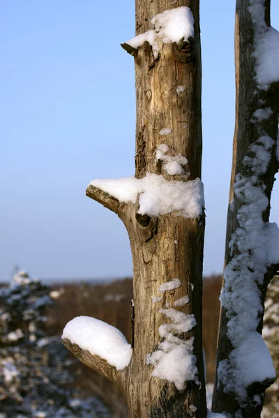 Torr trunk i vinter. — Stockfoto