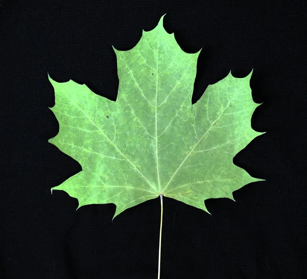 Maple leaf (II). Stock Picture
