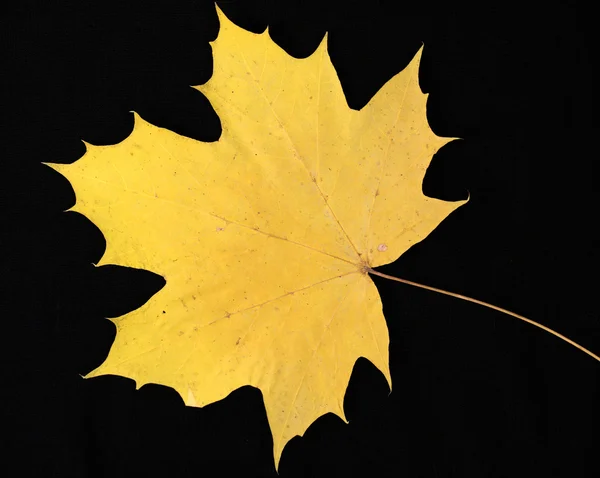 Maple leaf (III). Royalty Free Stock Photos