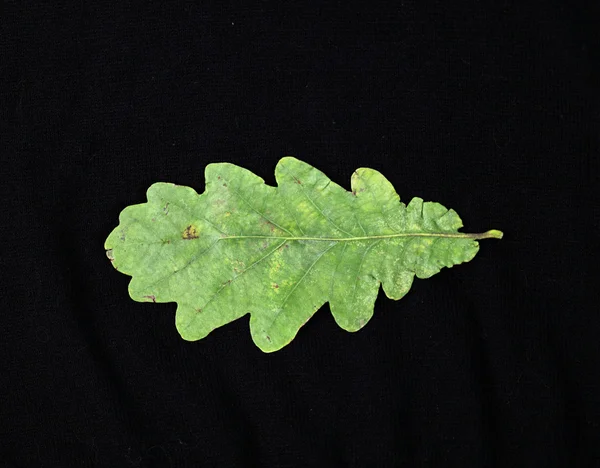 Oak leaf. Stock Photo