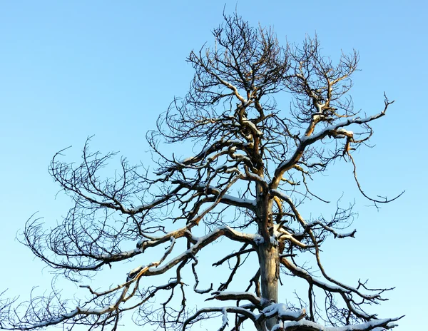 Dry tree. — Stock Photo, Image