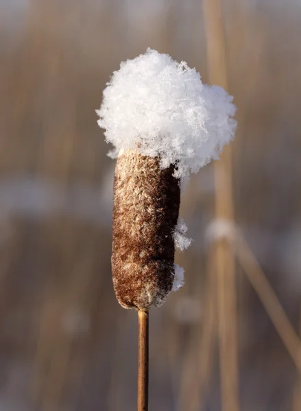 Reed mace. Royalty Free Stock Images