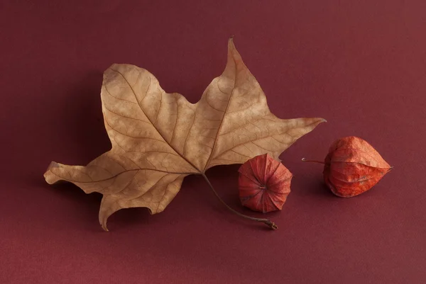 Still life with leaf and physalis — Stock Photo, Image
