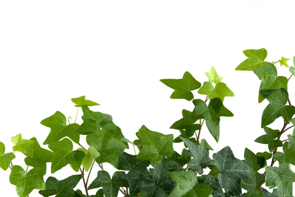 Ivy with drops of water — Stock Photo, Image