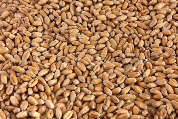 小麦籽粒 免版税图库照片
