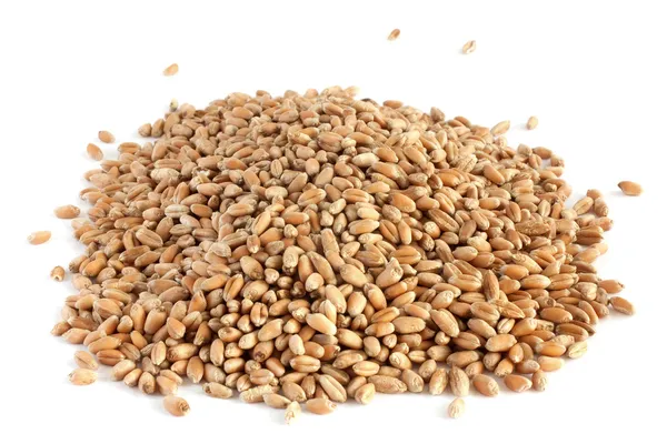 小麦籽粒 2 — 图库照片
