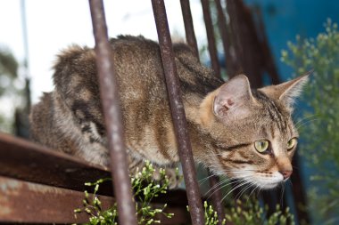 kedi izliyor