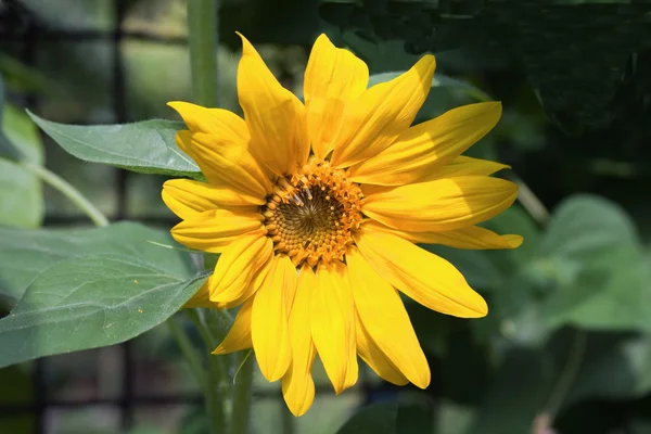 Beautiful sunflower at summer — Stock Photo, Image