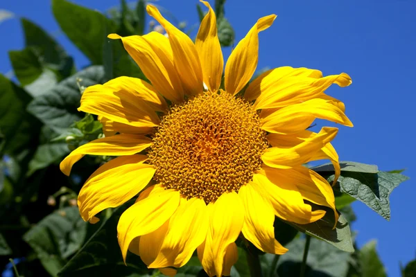 Floarea-soarelui cu cer albastru — Fotografie, imagine de stoc