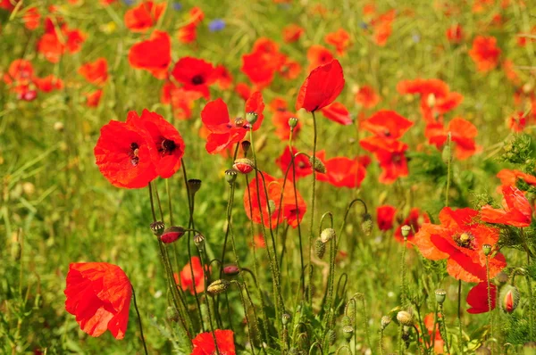 stock image Red poppies