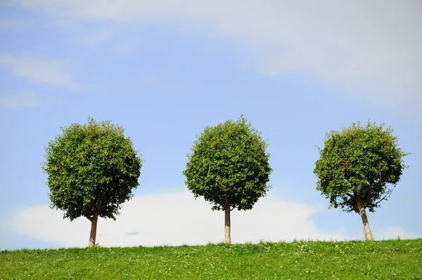 Three rounded trees — Stock Photo, Image