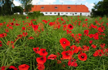 Red poppies clipart