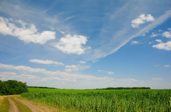 Nuvens acima do campo de milho — Fotografia de Stock