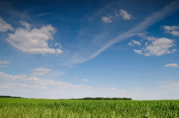 Wolken über dem Maisfeld — Stockfoto