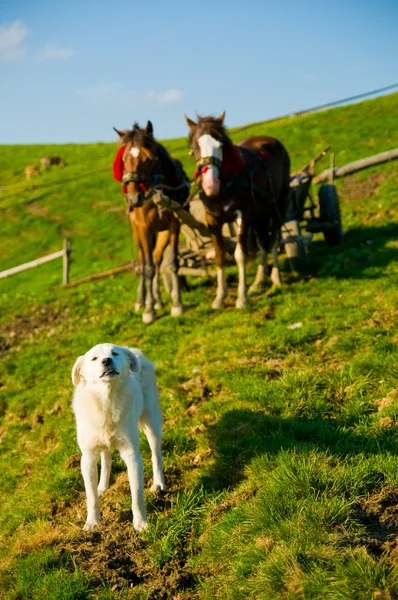 Hund och hästar — Stockfoto