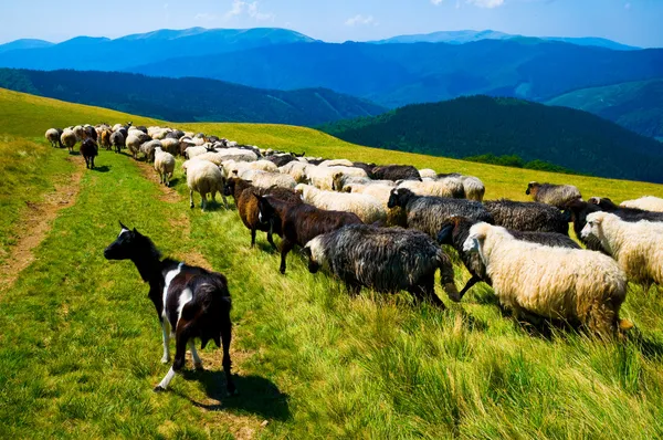 Стадо коз и овец — стоковое фото