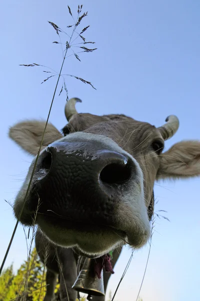 Морда коровы — стоковое фото