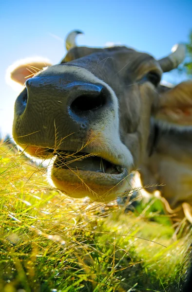 Жевательная корова — стоковое фото
