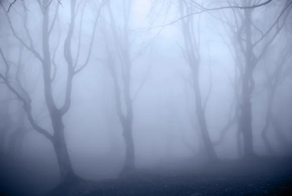 Mavi orman — Stok fotoğraf