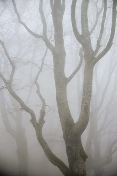 Dimma i skogen — Stockfoto