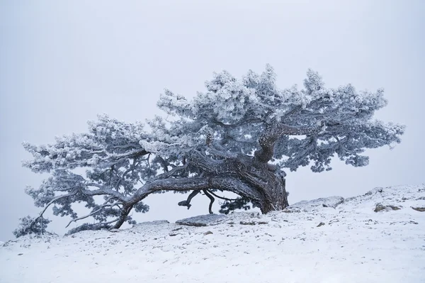 Árvore ligada à neve — Fotografia de Stock