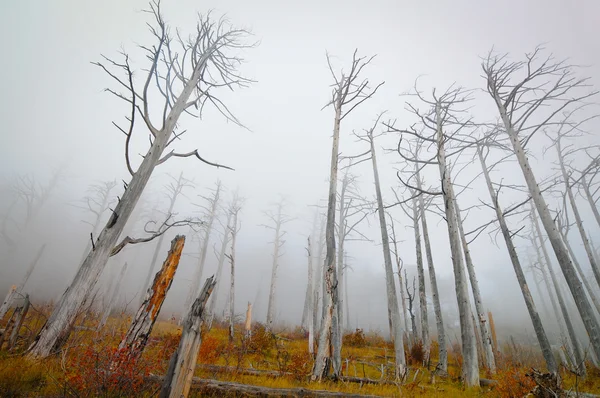 The dead forest is fog — Stock Photo, Image