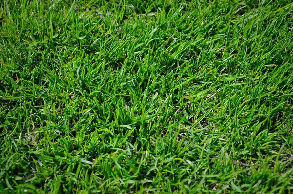 Trawa zielony — Zdjęcie stockowe