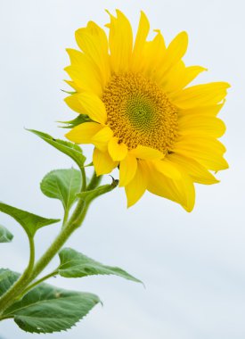 Sunflower clipart