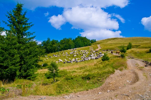 Berge und Schafe — Stockfoto
