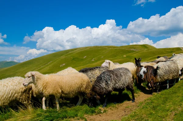 Mountains and sheep — Stock Photo, Image