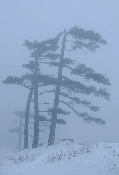 Niebla — Foto de Stock