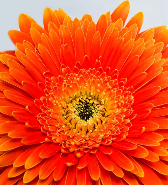 Oransje blomst – stockfoto