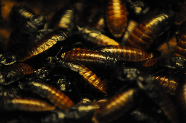 Cockroaches background