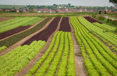 Lettuce field clipart