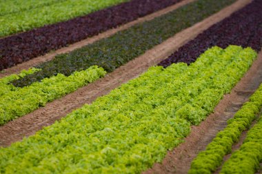 Lettuce field clipart