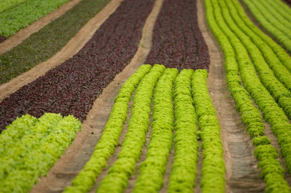 stock image Lettuce field