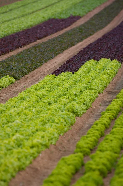Lettuce crop — Stock Photo, Image