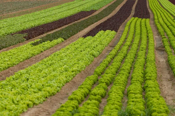 Lettuce crop — Stock Photo, Image