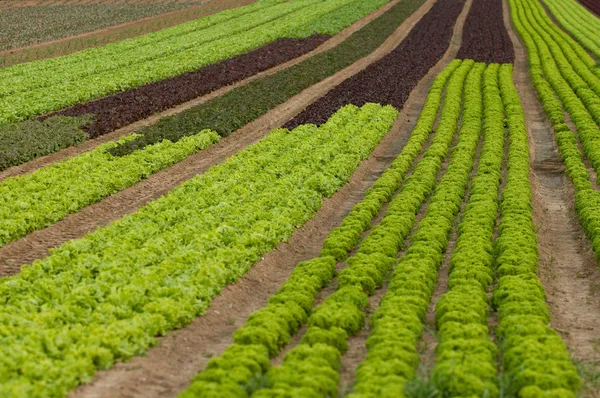 Cultivo de lechuga — Foto de Stock