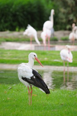 White stork clipart