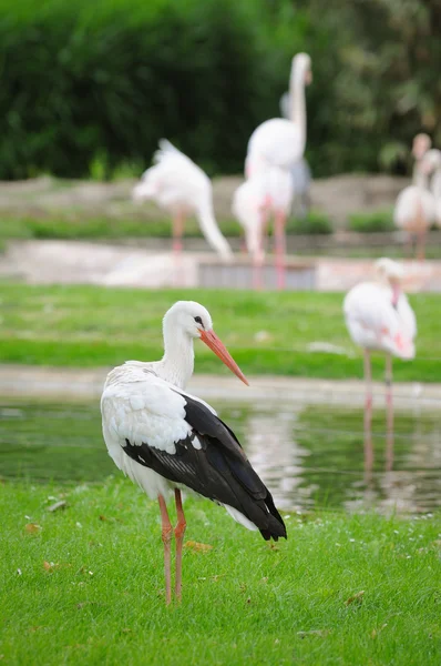 stock image White stork